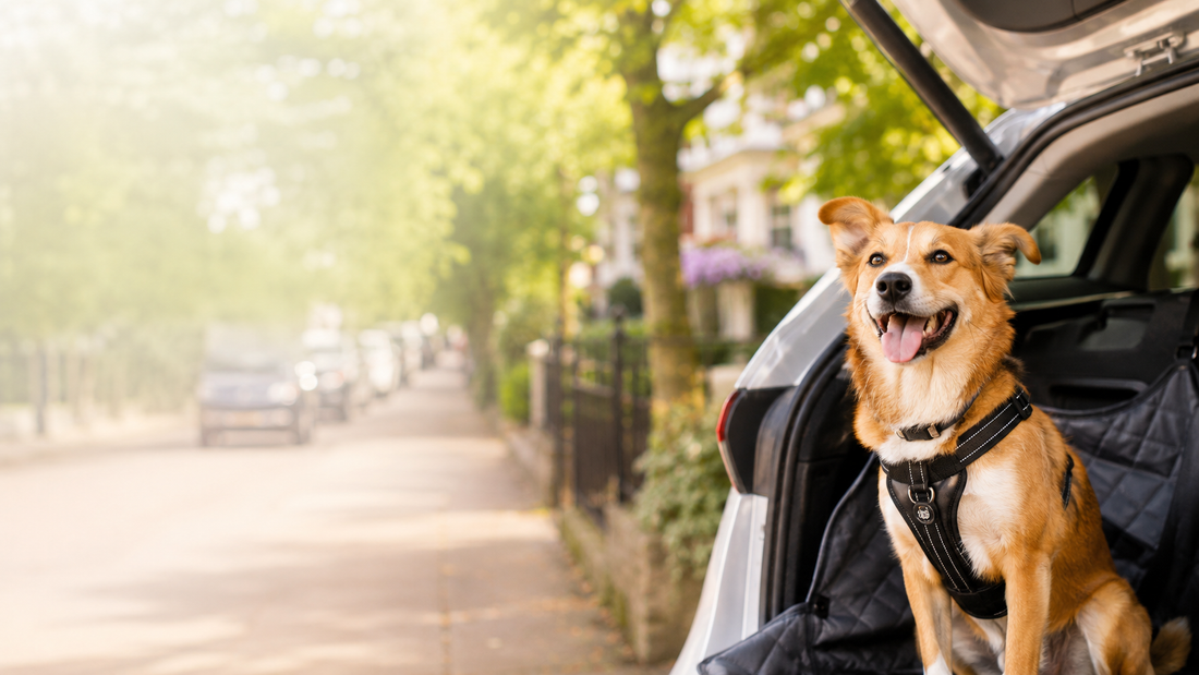 The Ultimate Guide to Keeping Your Dog Happy, Healthy, and Active